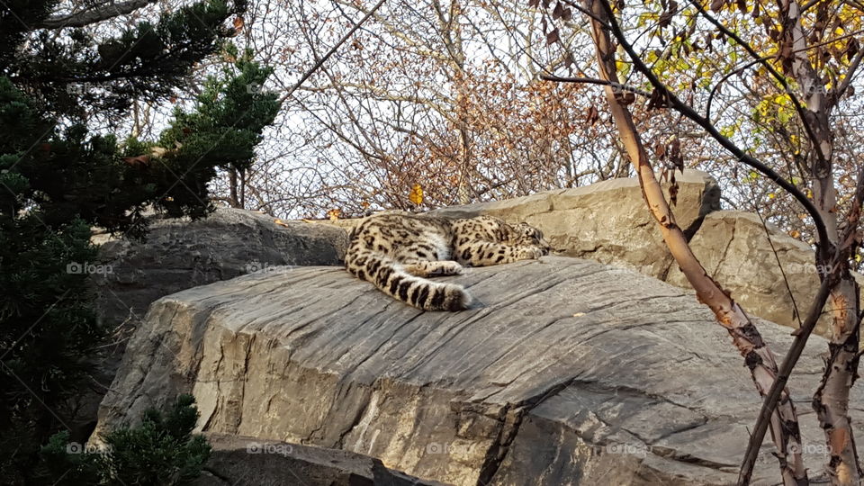 Snow Leopard on Rock