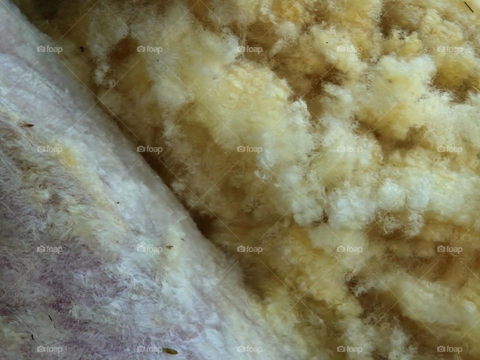Wool of the sheep close-up