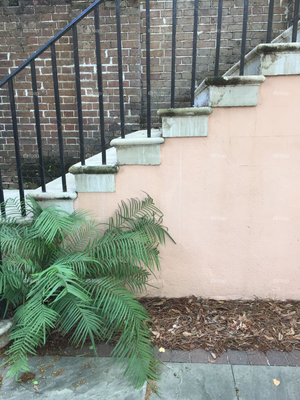 Plant; College of Charleston
