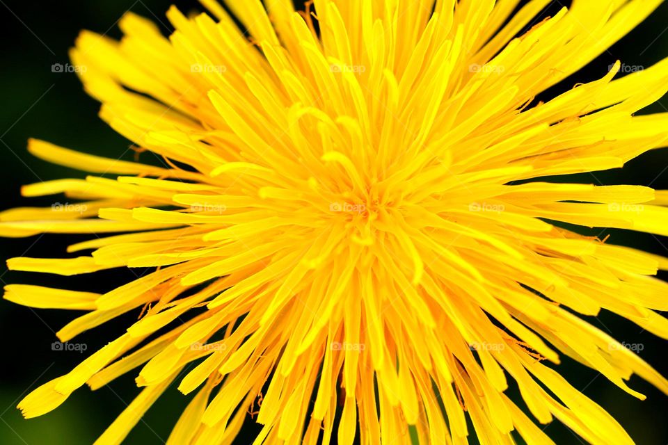 Dotterblume Nahaufnahme