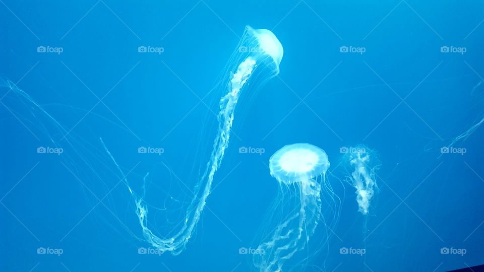 Aquarium jellyfish