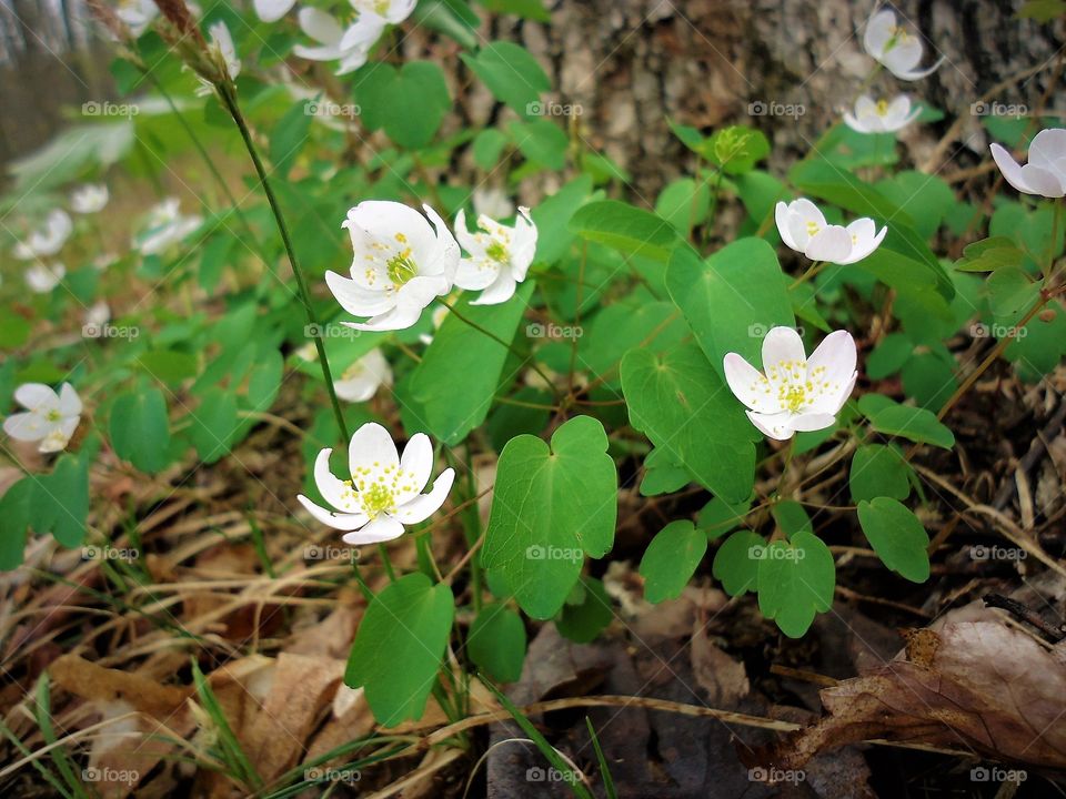 wild flowers