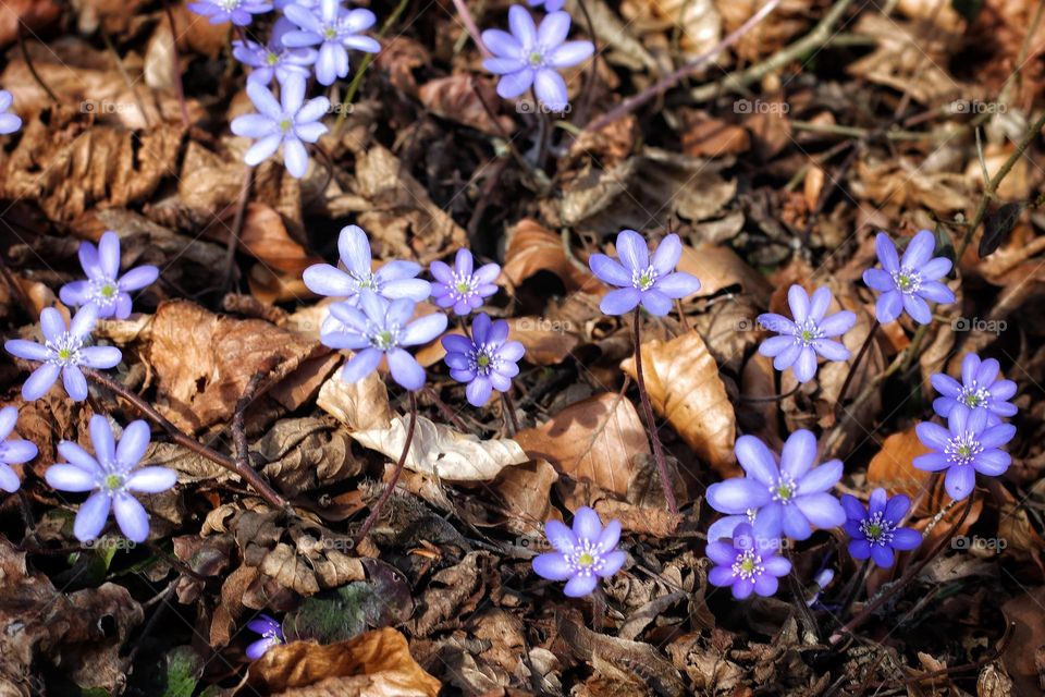 Purple liverworts grow through brown dried autumn leaves in spring