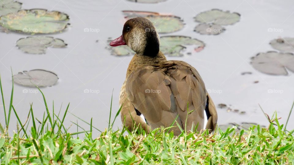 The wild duck at the lakeside