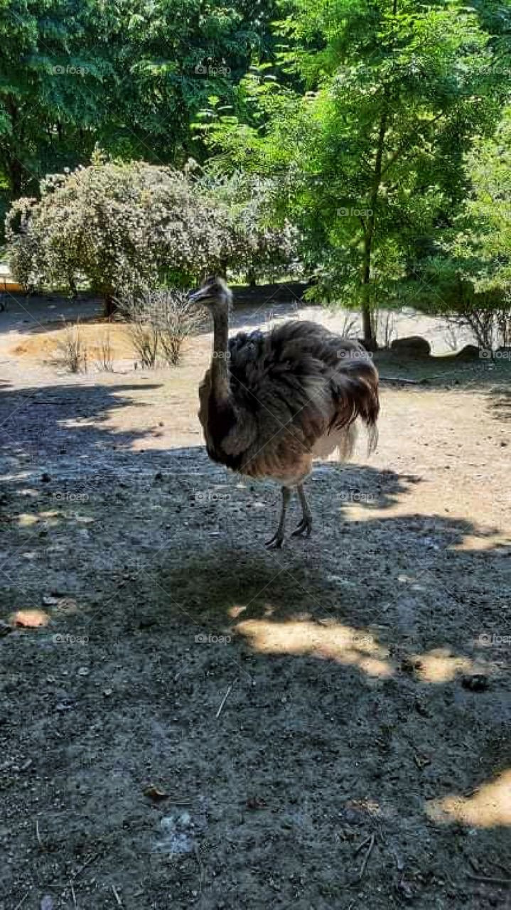 Emu bird walking with grace