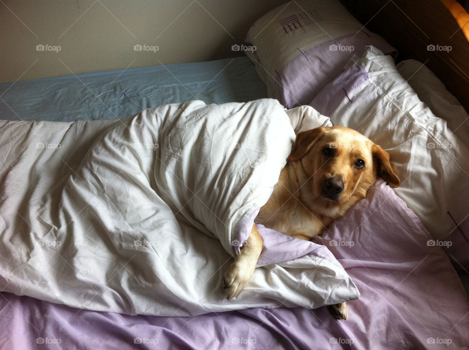 dogs cold sleeping puppy by mini_zoe