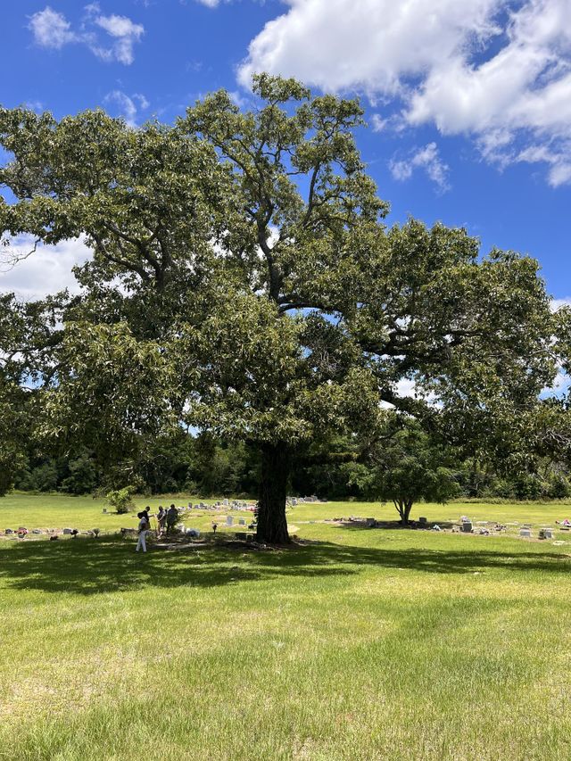 The tree of life 