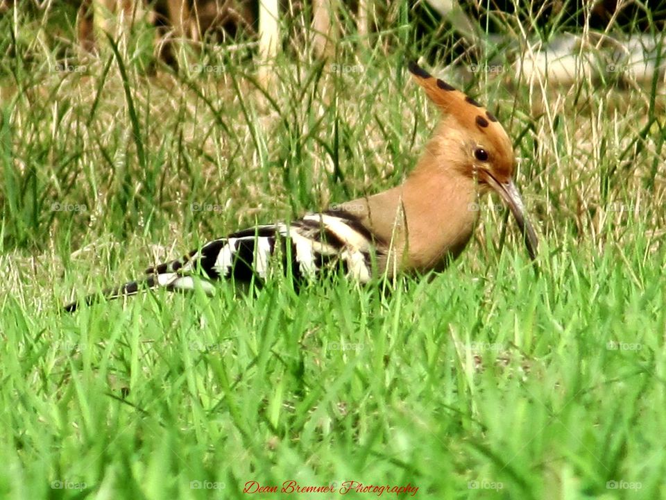 Common Hoopoe in Grass Land