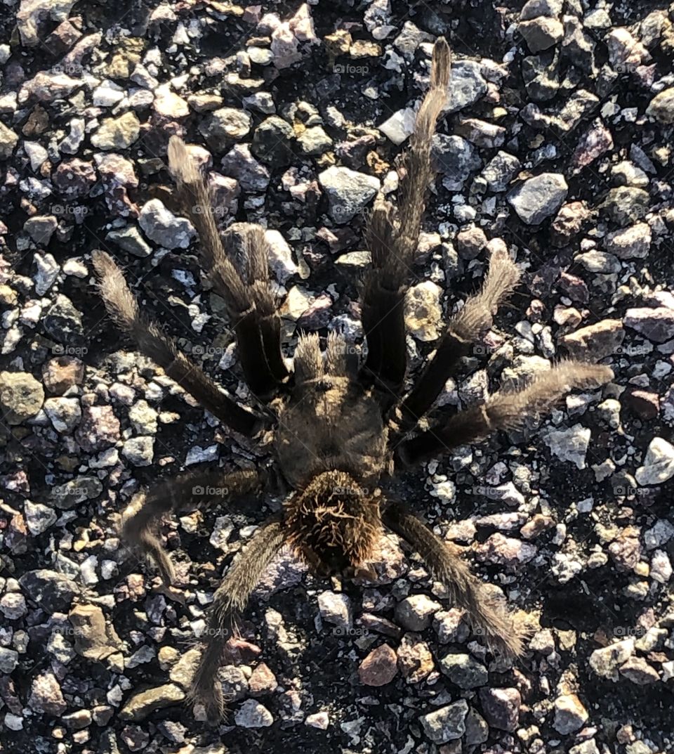 Male Tarantula crossing the street