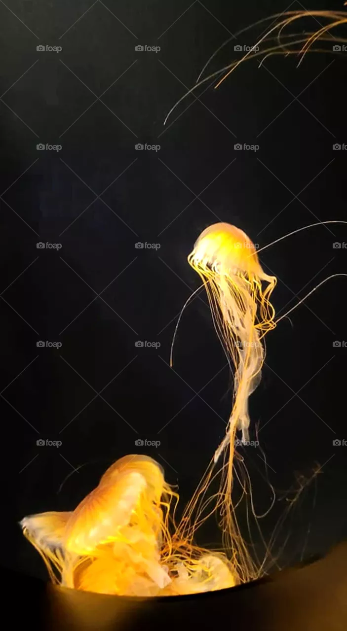 Jellyfish at the Aquarium