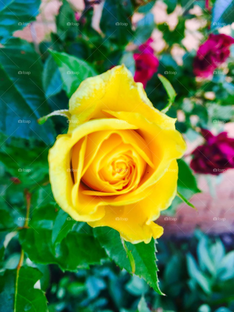 Lonely yellow rose