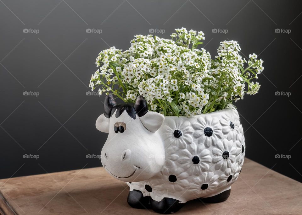 A cow shaped vase full of white alyssum flowers on a wooden table with a grey background 