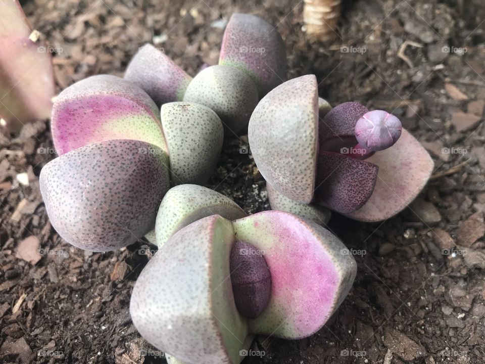 Stones in flower 