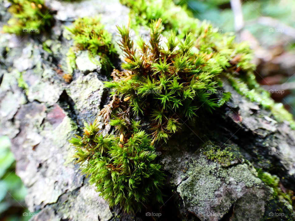 moss