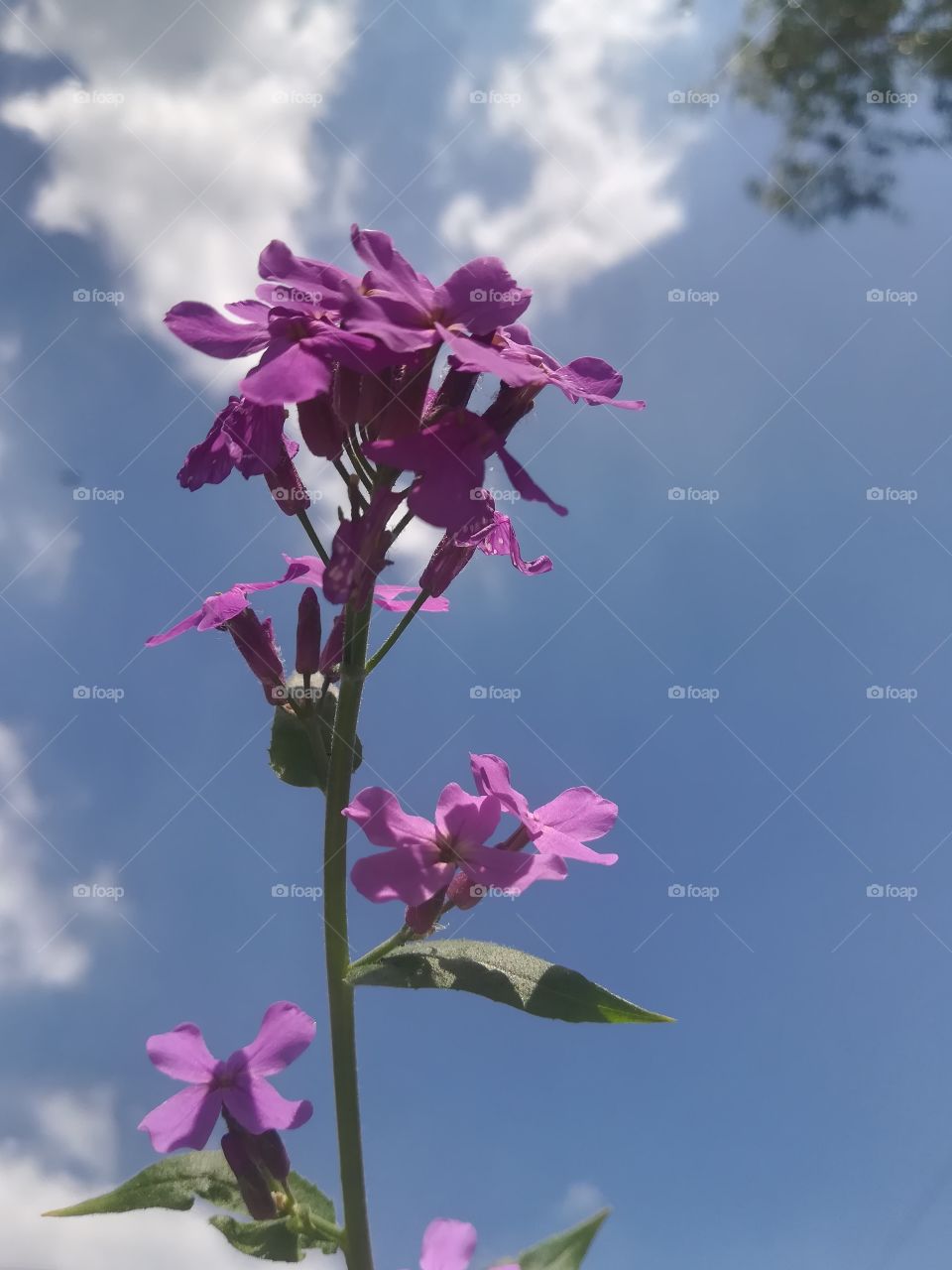 Flowers sky