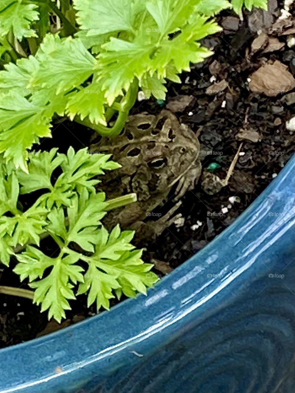 A toad in my parsley 