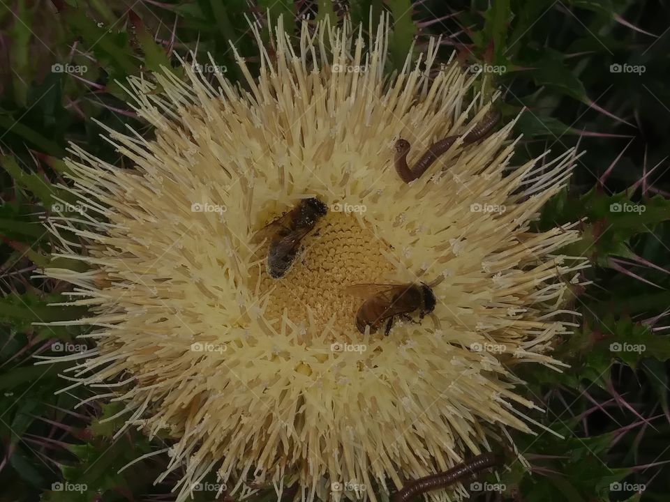 this is a photograph of yellow thorny plants flower bloom with two bees pollinating it along with a couple of caterpillar buddies just hanging out