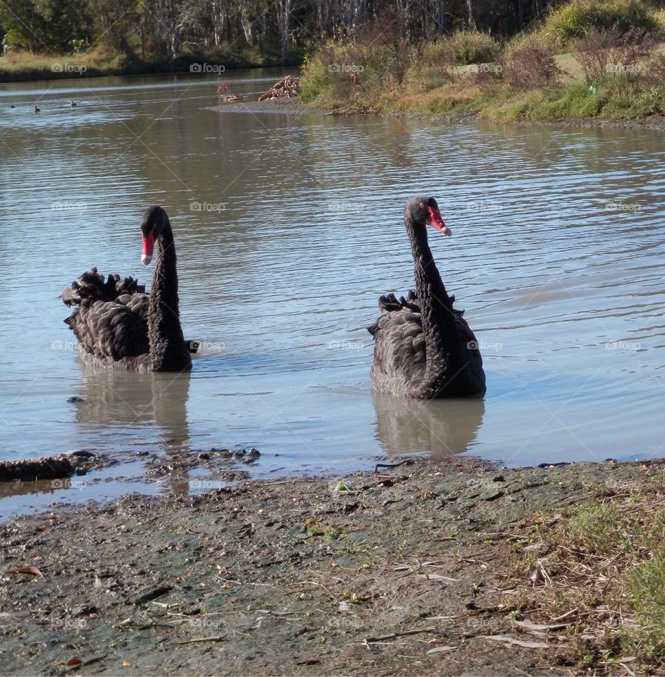 Black Swans