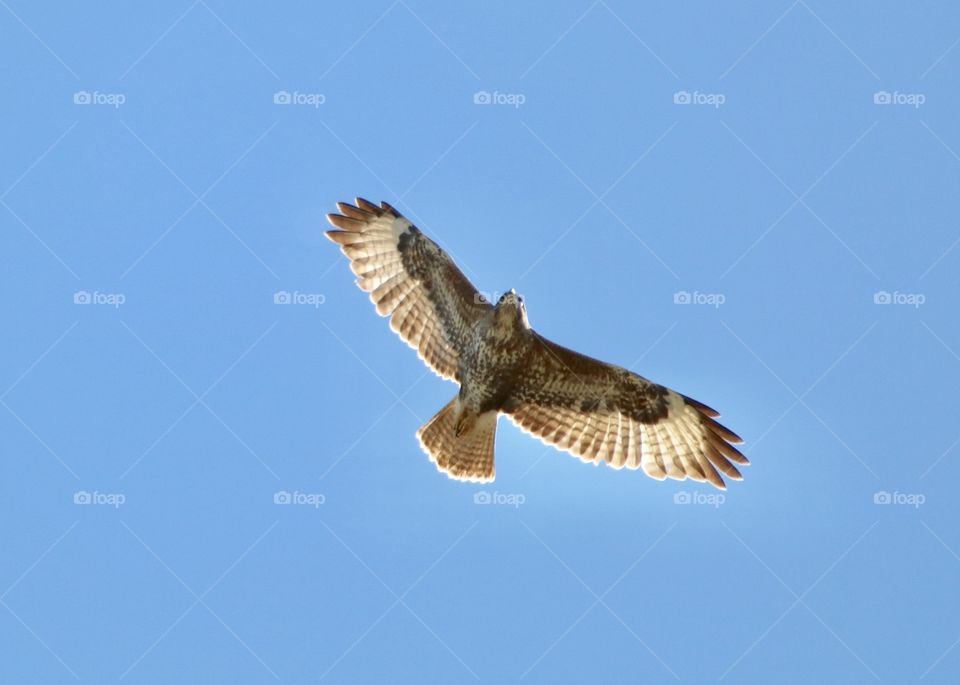 buzzard