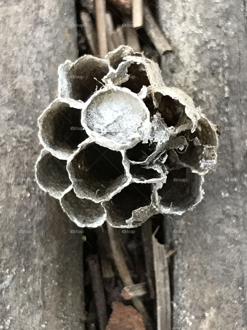 Paper Wasp Hive