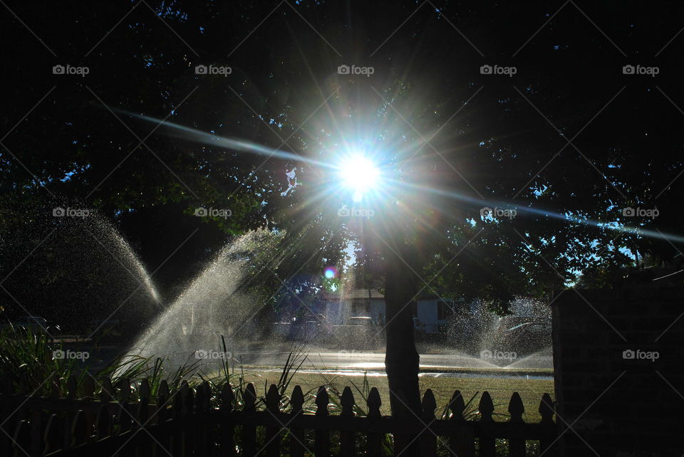 The sun rays through a tree