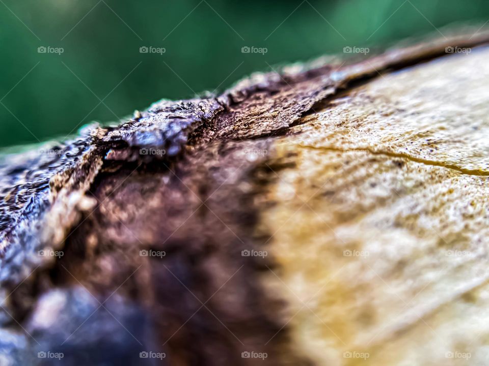 Old tree branch close up macro high quality photo 