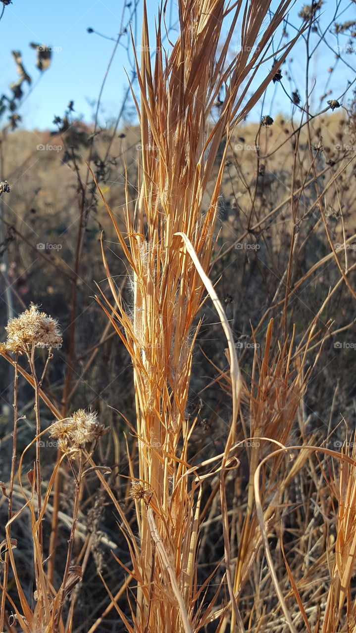 dried autumn weeds