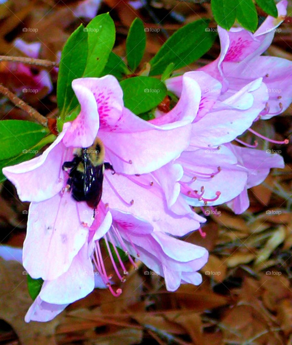 Azalea and bee pollinating!