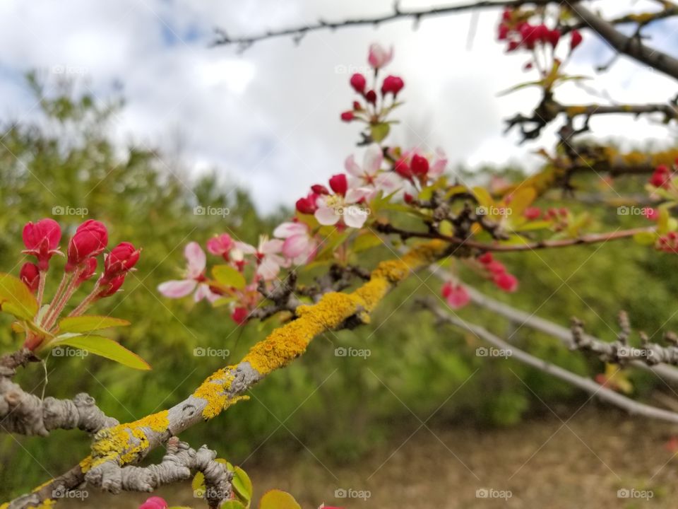 Trentepohlia, orange or yellow algae growing on a branch alongside spring blossoms