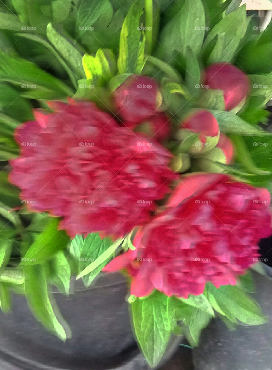 Nature, Leaf, Garden, Flora, Flower