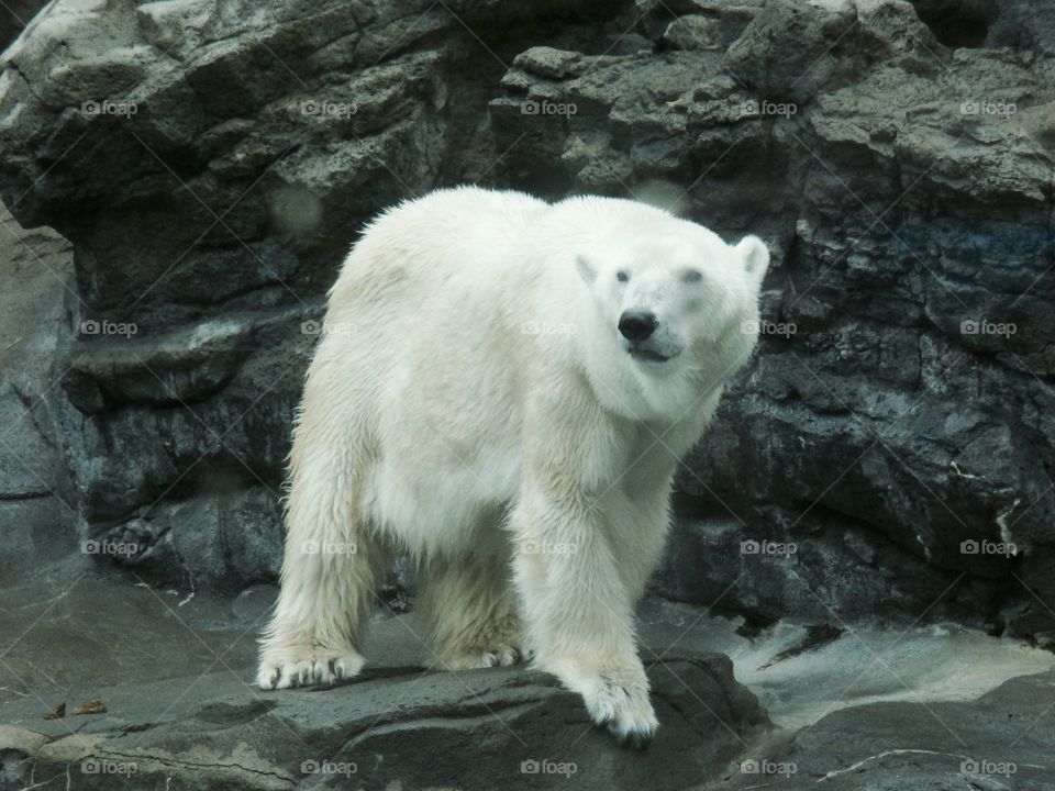 Polar bear