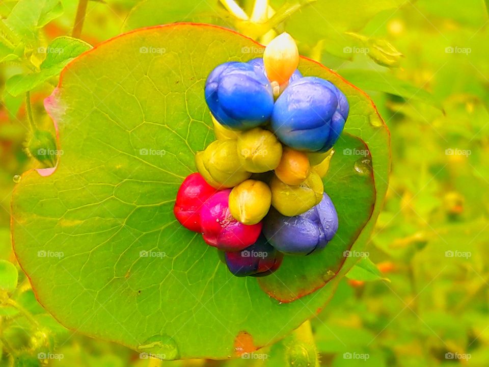 Wild fruits.Amazing all colours wild fruits in one herb .