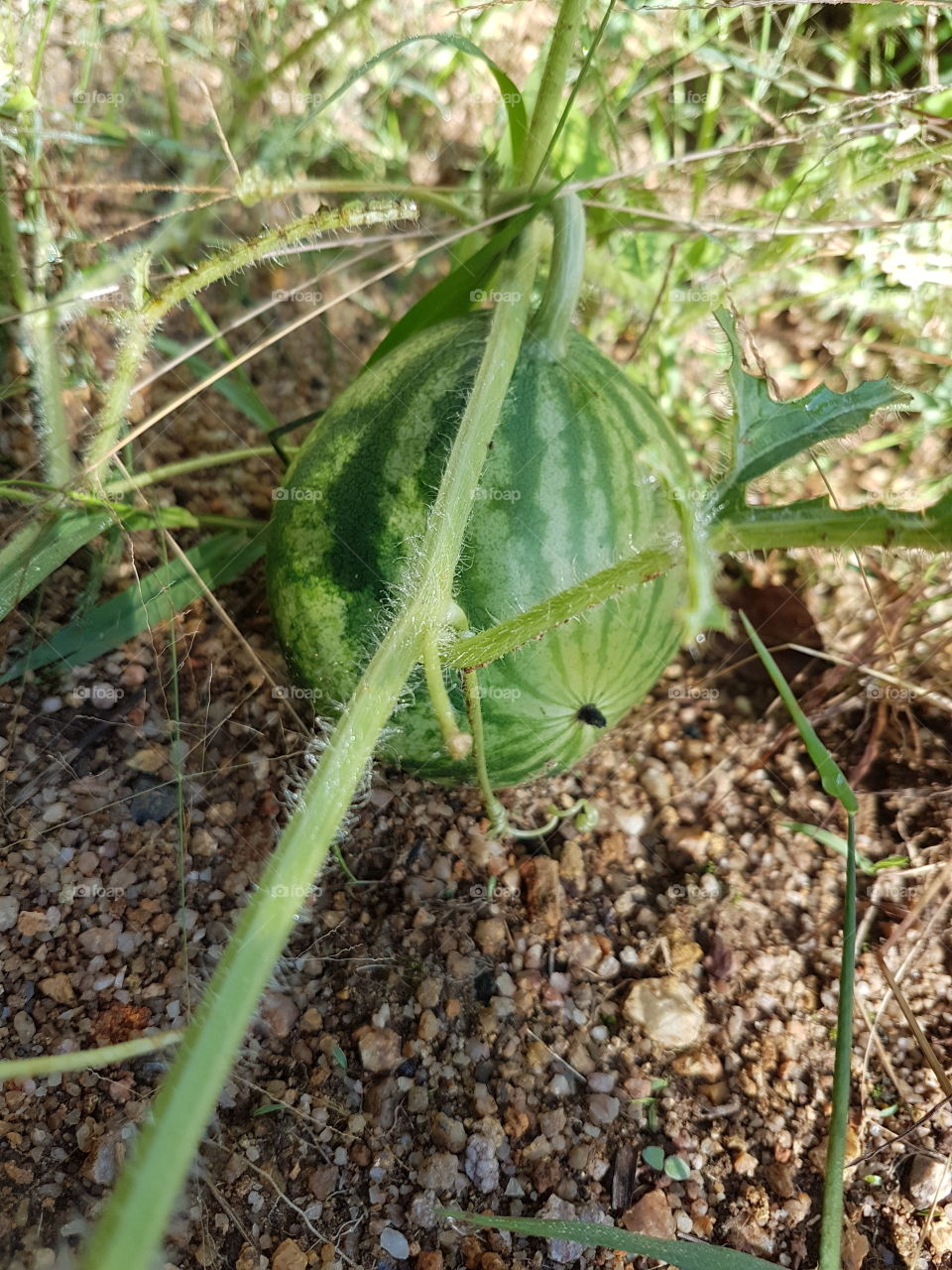Little watermelon in growth. Beautiful and charming in one morning. Brazil.
