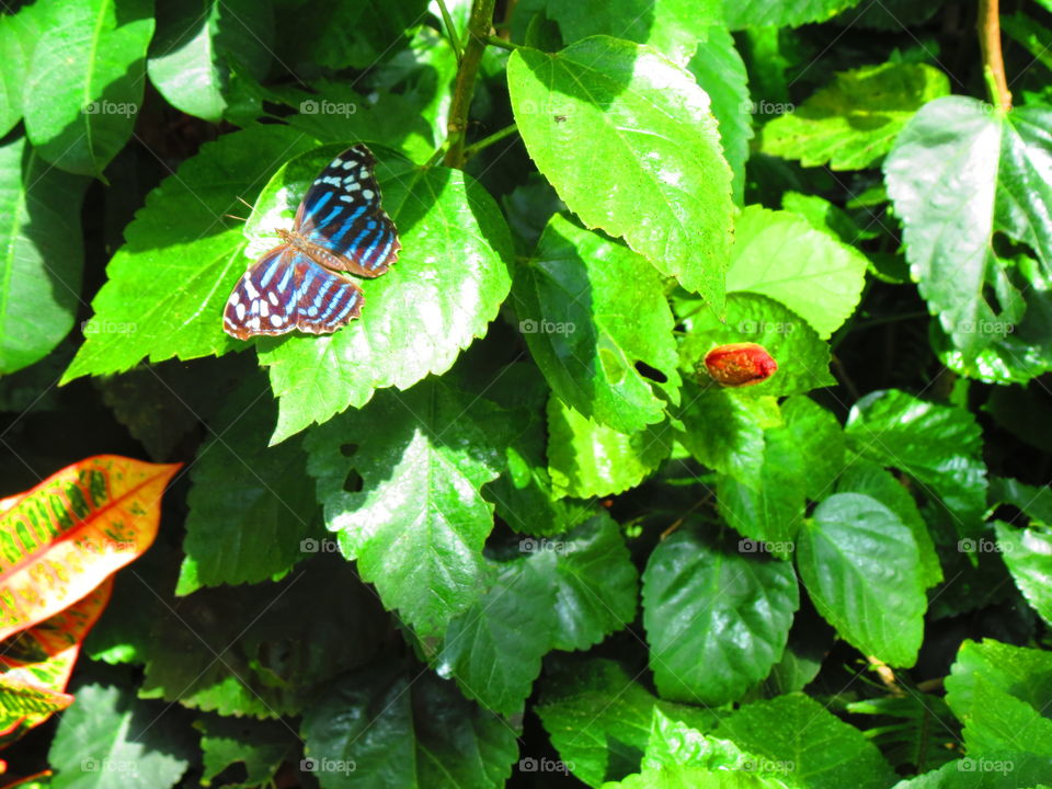 Butterfly in a garden background.