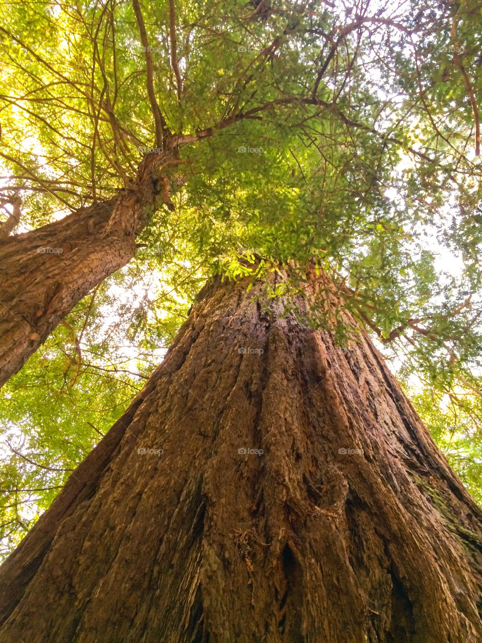 Two Tall Trees