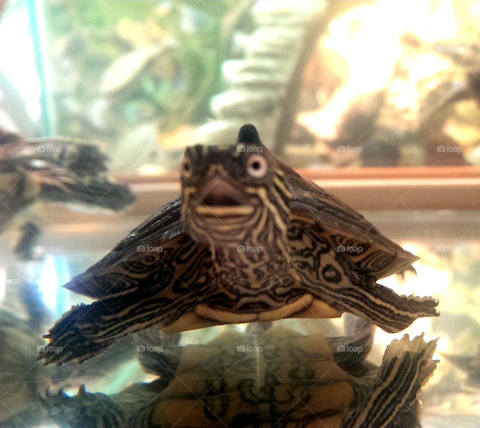 shocked turtle