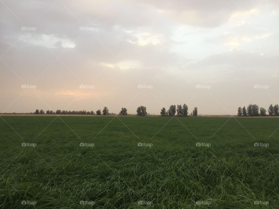 Landscape, Field, Wheat, Grass, Farm