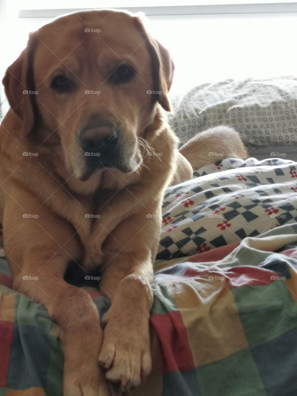 Portrait of labrador retriever