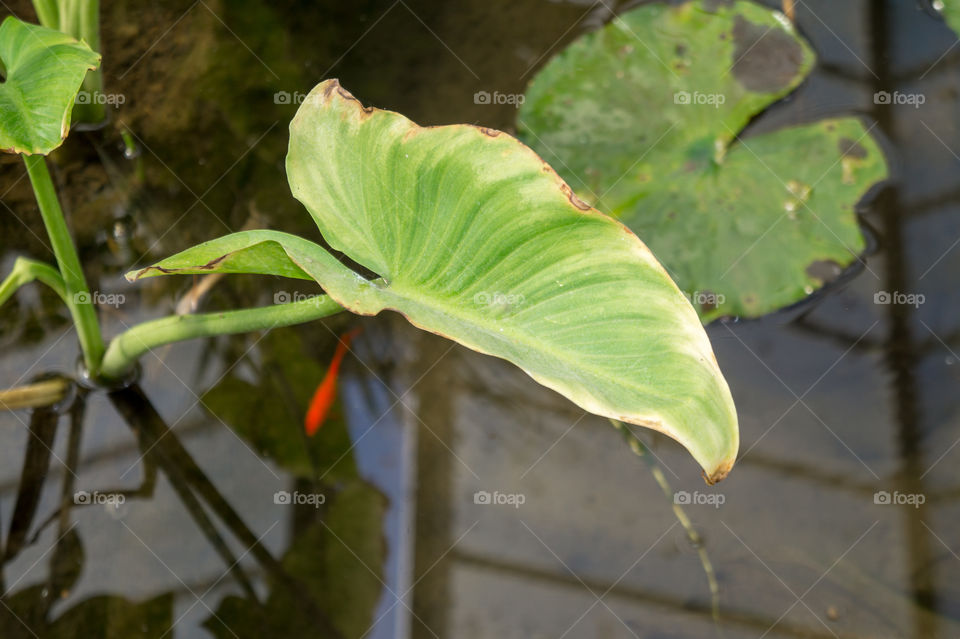Little fish under a leaf
