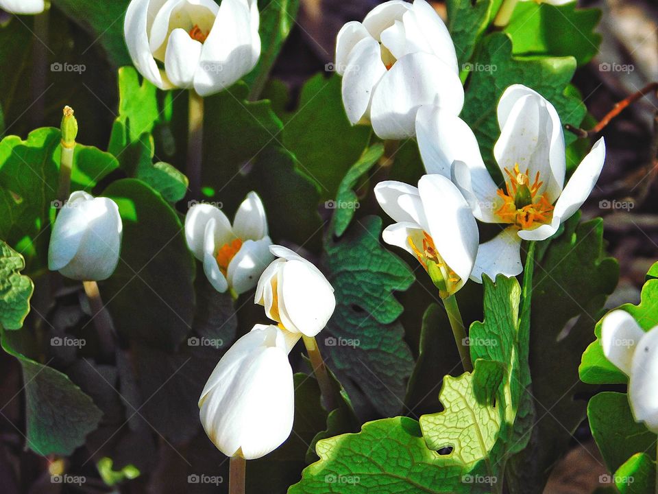 Bloodroot in my garden 