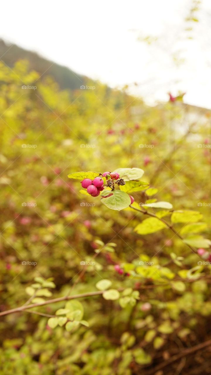 Forest fruit