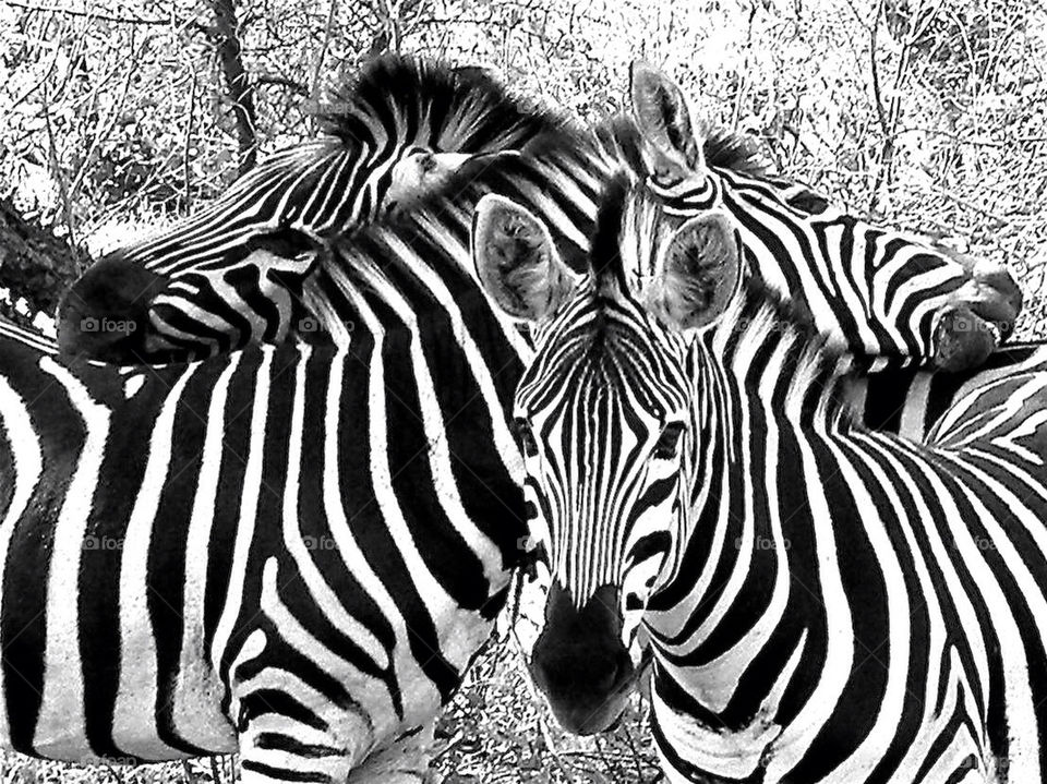 family zebra southafrica wildanimal by akelin