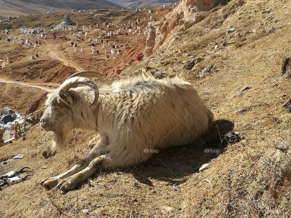 Yaqing Tibetan Buddhist Monastery for Nuns

Buddhism School and Monastery in Ganzi, Sichuan Province, China