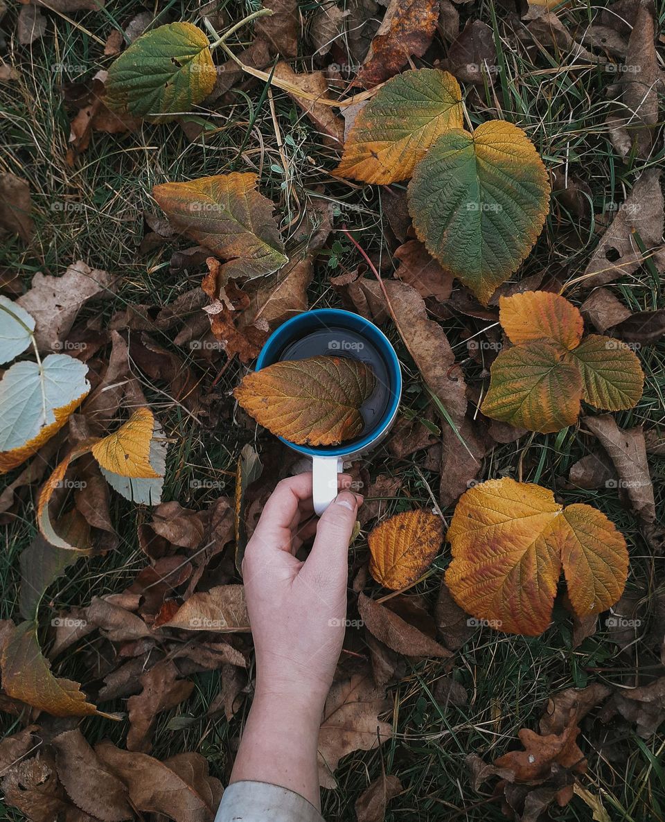 aesthetic photo of a cup of tea among colorful autumn leaves