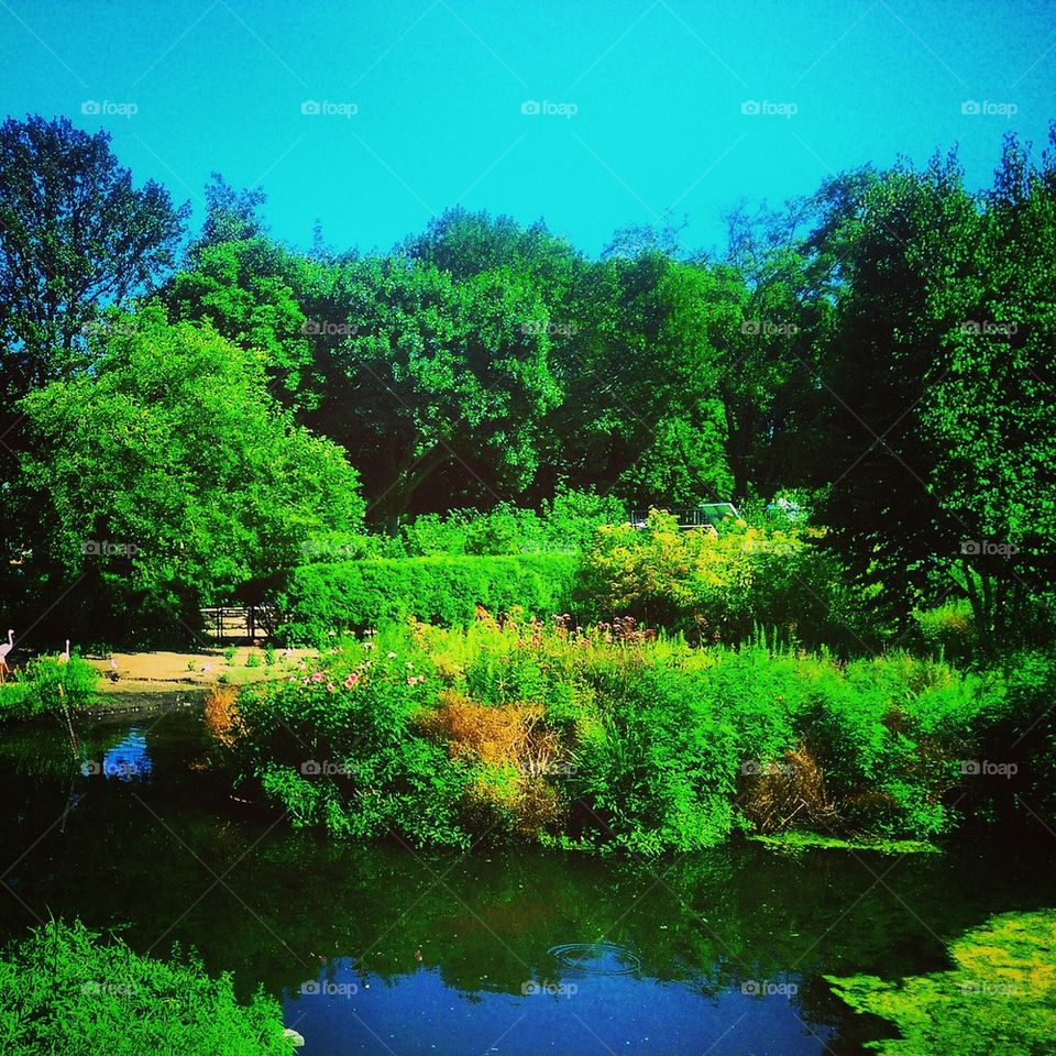 Pond Reflection 