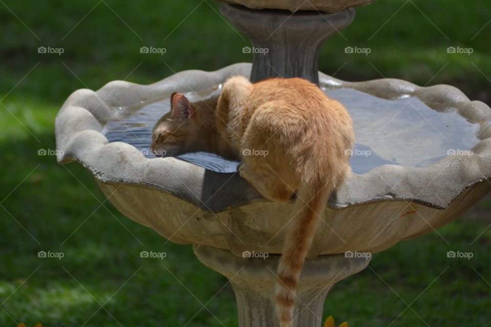 Yellow tabby cat drinking 