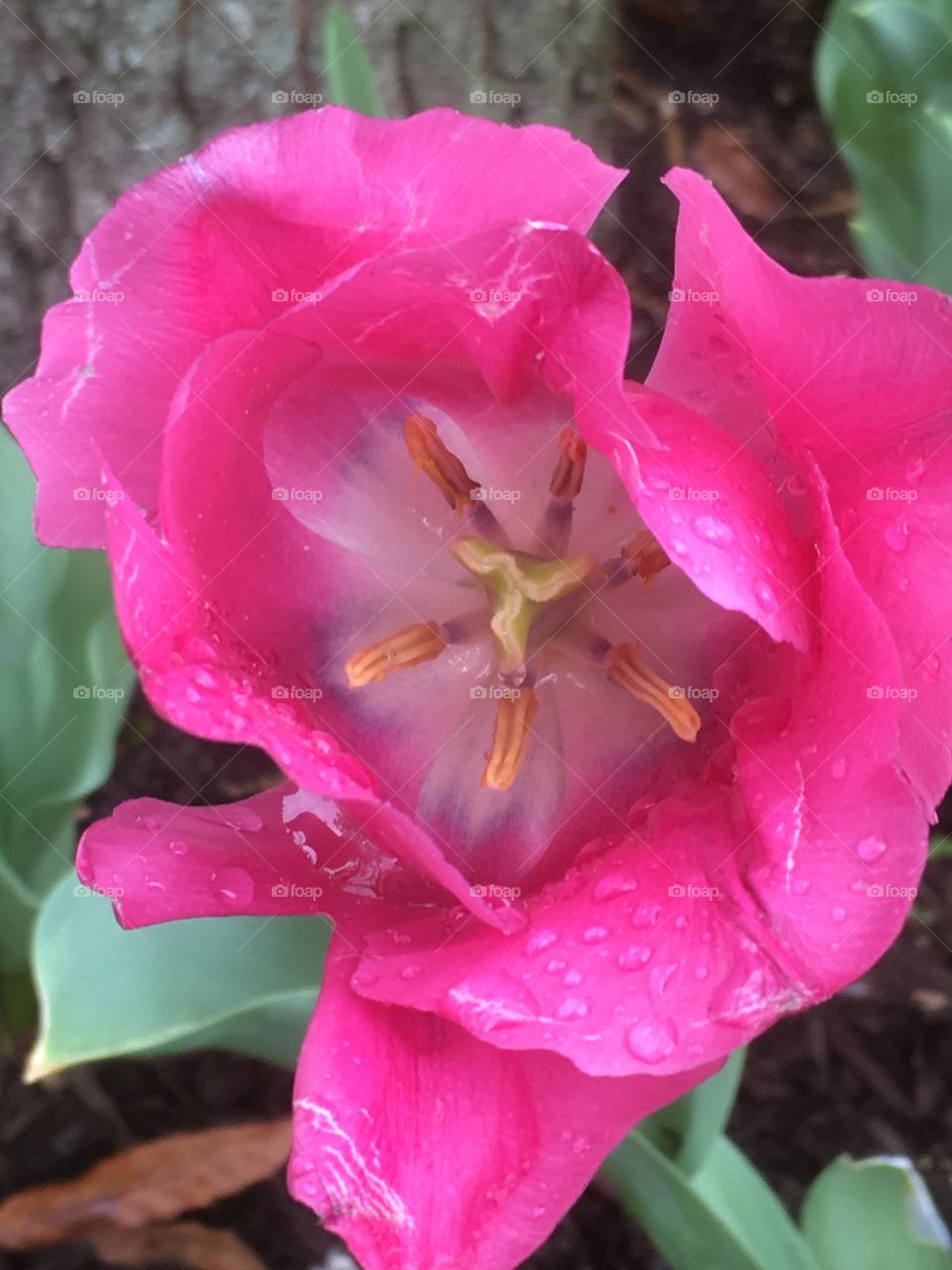 Inside the tulip on a rainy day