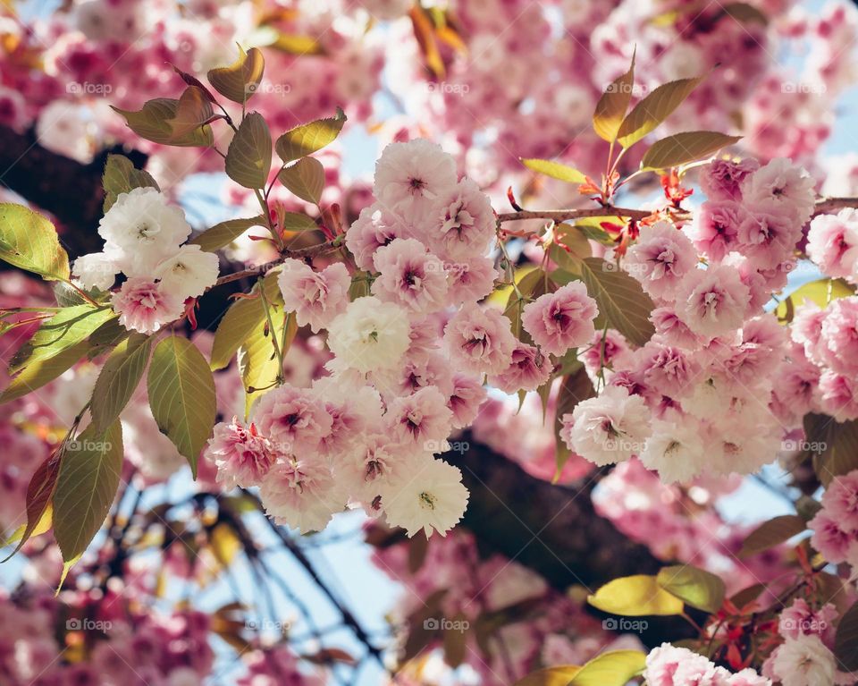 Spring flowers against sky