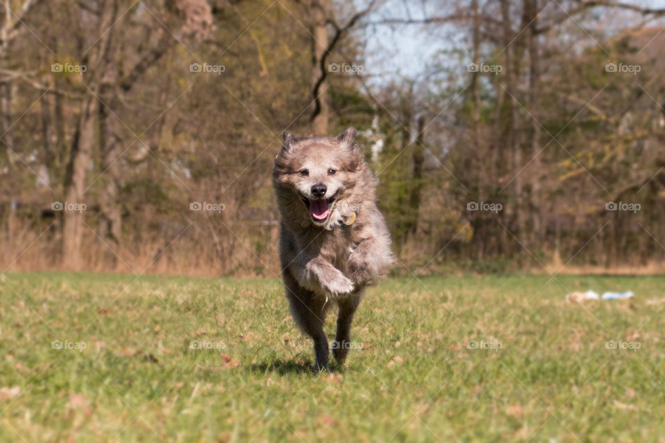 Front view of a dog running