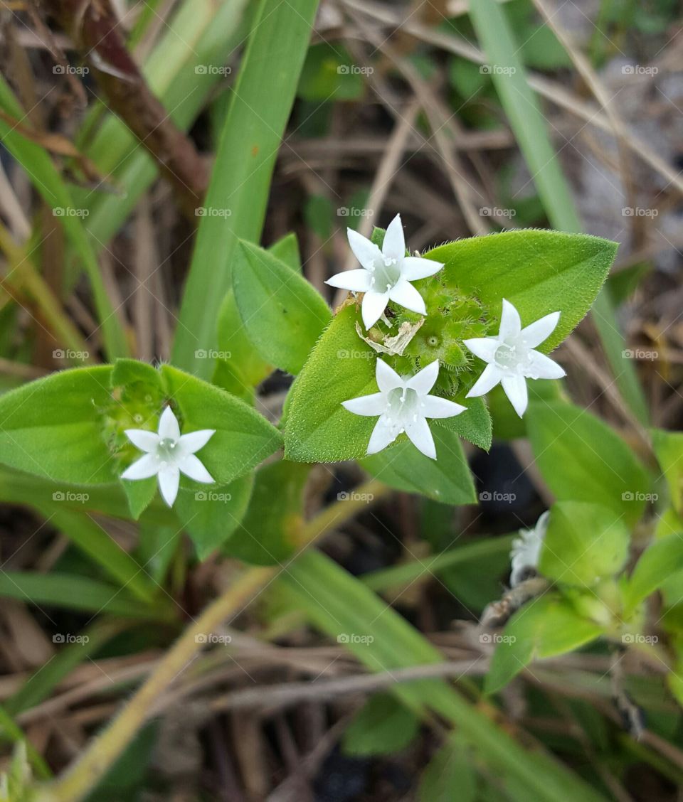 Nature, Flower, No Person, Closeup, Flora